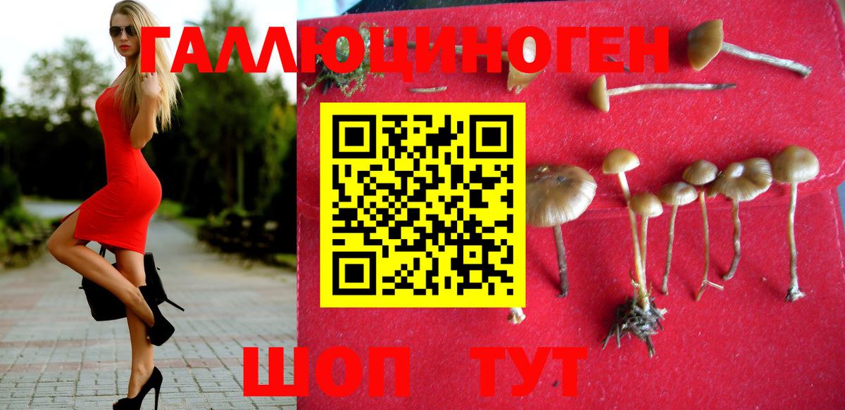 Галлюциногенные грибы Psilocybe Моздок